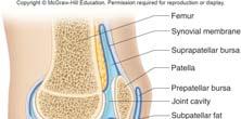 Structure of Synovial Joints Synovial joints are more complex than other types of joints, and