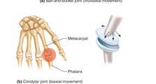 Also called spheroidal joint Round head in cup-shaped cavity Widest range of motion