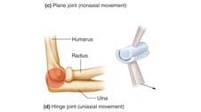 Almost flat, or slightly curved Back-and-forth and twisting Nonaxial movement Wrist and ankle