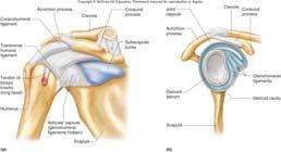 shoulder joint: Coracohumeral Glenohumeral s