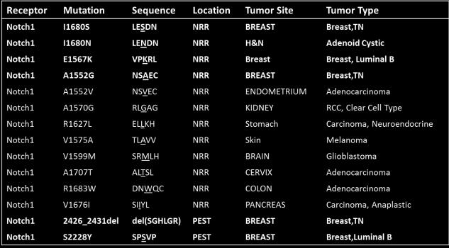 Table S4. Novel mutations identified in the NRR and PEST domains of NOTCH1 in solid tumors (N=4007).