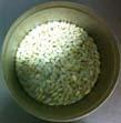 Separated kernels Mold identification sample