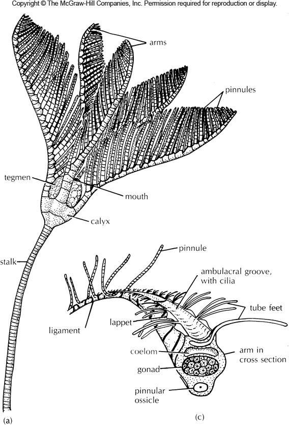 Class Crinoidea Arms have ambulacral groove with mucussecreting glands