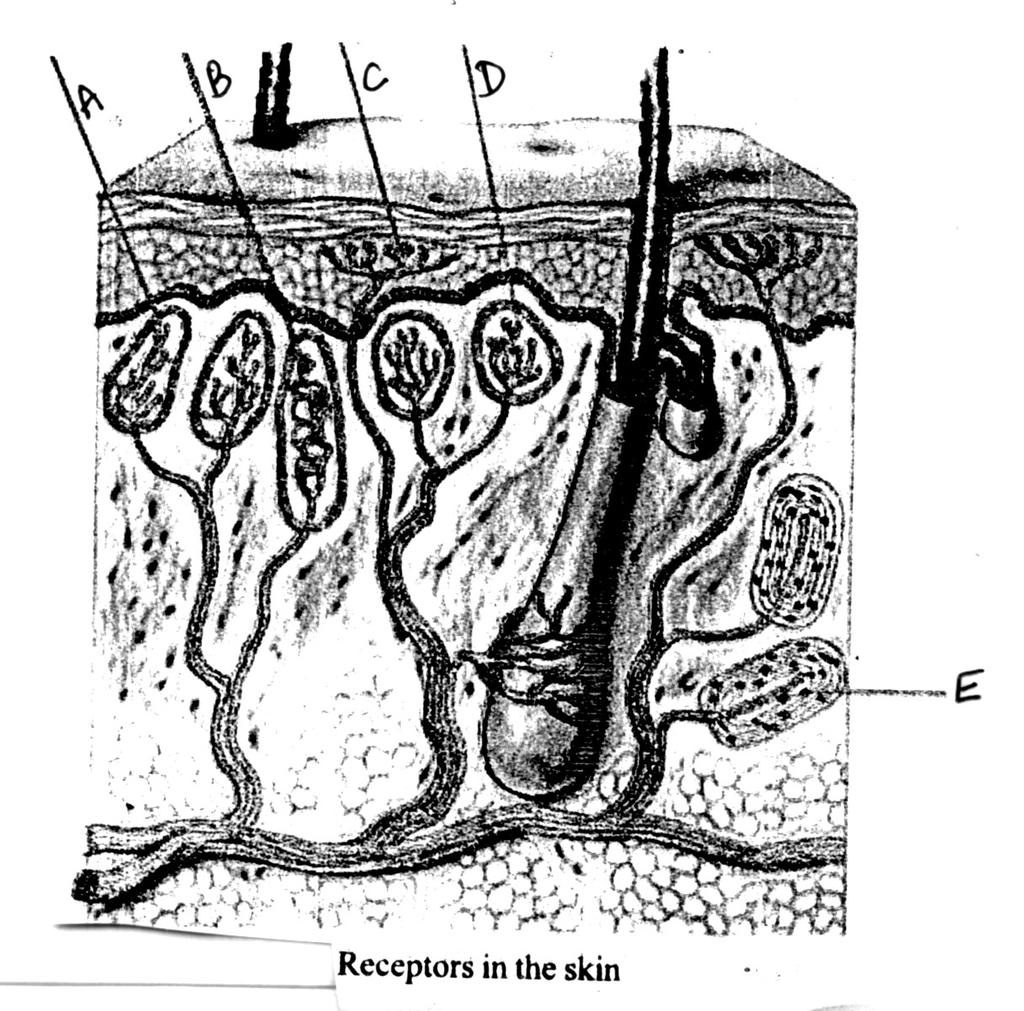 Cochlea of the internal ear functions in hearing, while the vestibular apparatus helps to maintain body balance through transmitting impulses to the cerebellum. 41.