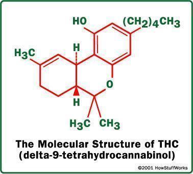 Chemistry Cannabis 512 chemicals 113 cannabinoids (21