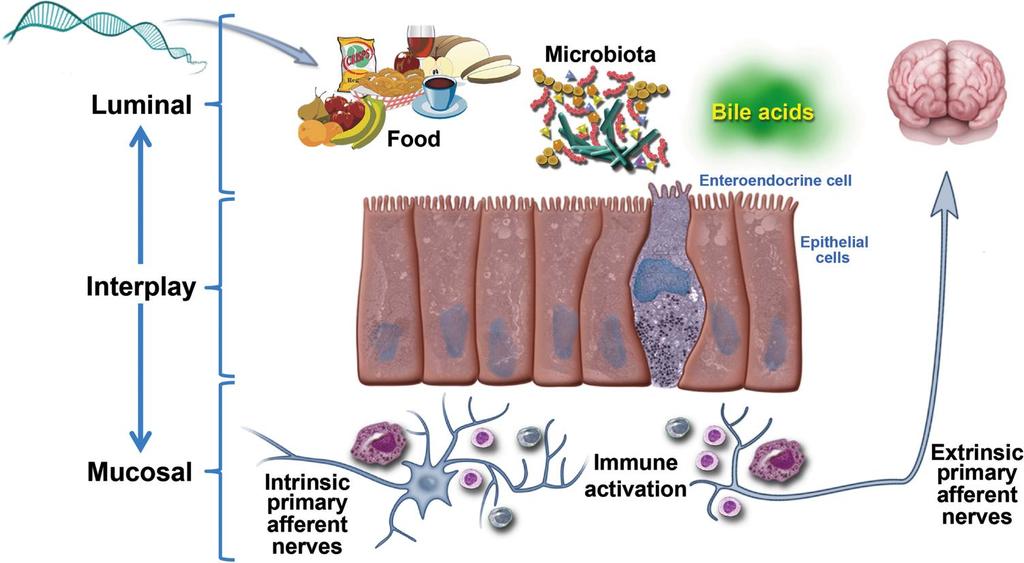 The intestinal microenvironment and