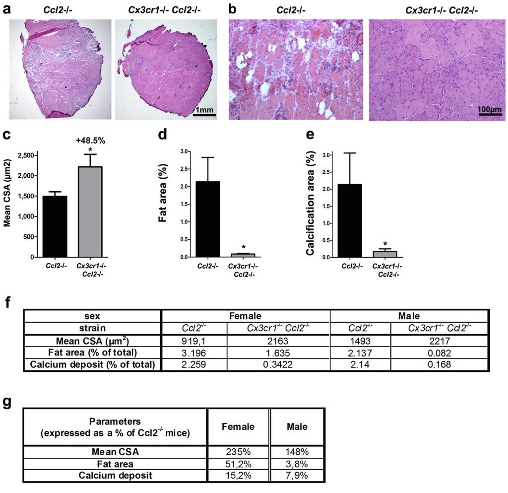 Supplementary Figure 3 Analysis of muscle regeneration in male and female Ccl2 -/- and Cx3cr1 -/- Ccl2 -/- mice (a) Representative whole muscle cross-sections on day 21 post-injury of Ccl2 -/- and