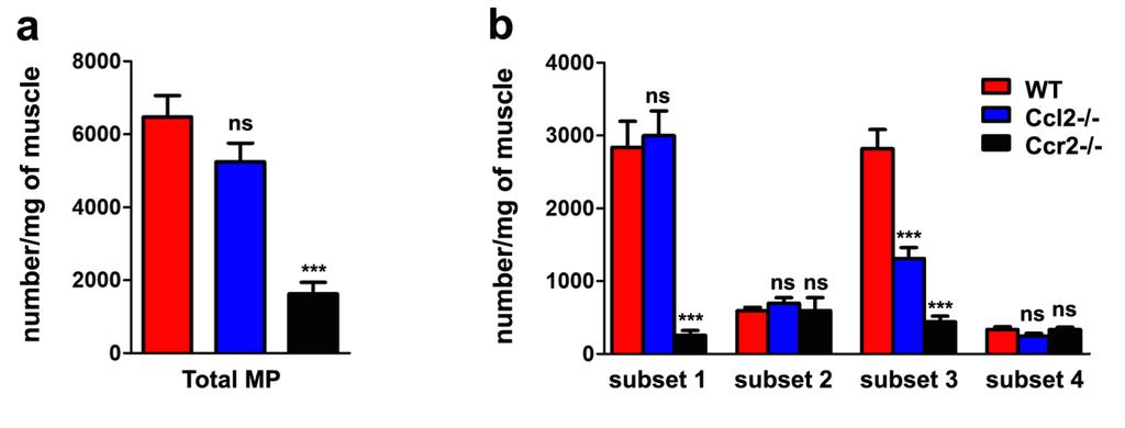 Supplementary Figure 6 Mononuclear phagocyte distribution 4 days post-injury in Ccl2 -/- and Ccr2 -/- mice (a) Total number and (b) number per subset of MPs