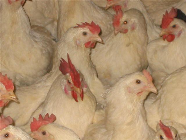 pathogenic IBV strain in chickens without