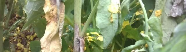 Light leaf spot conclusions Following autumn fungicides at high-risk sites, inspect