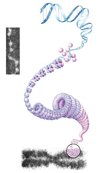 Nuclear DNA is normally tightly wrapped around histones DNA double helix (2-nm diameter) Tight helical fiber (30-nm diameter) Beads on a string Histones Nucleosome (10-nm diameter) Supercoil (200-nm