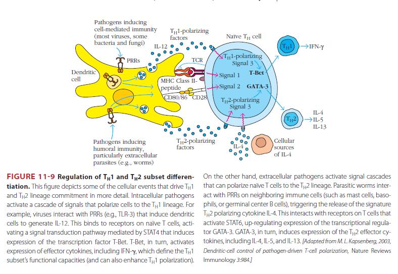 The Major Histocompatibility Complex Coordinates Interactions Among Immune Cells also referred to as human leukocyte antigens (HLAs) because they were first identified on leukocytes and are expressed
