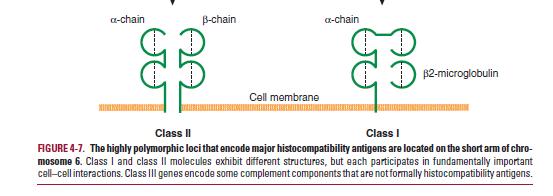 Class II MHC Molecules Class II molecules are heterodimers that consist of two noncovalently linked glycoprotein chains Both chains are transmembrane proteins.
