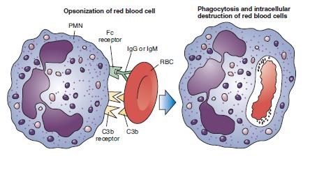 2-type II hypersensitivity reactions, IgG or IgM antibody is formed against an antigen, usually a protein on a cell surface.