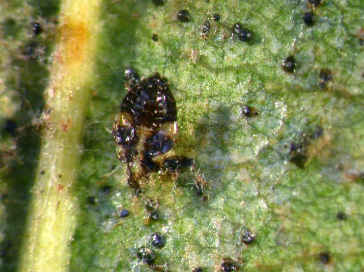 Fig. 1 Exuvia of nymph of Corythucha ciliata and insect droppings on lower side of leaf of Platanus acerifolia.