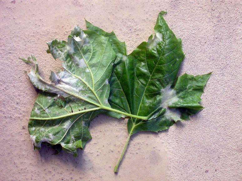 Fig. 2 Leaves of Platanus acerifolia with white patches formed by leaf trichomes resembling