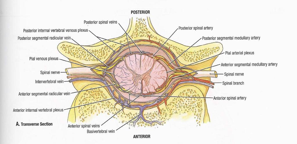 Cross Section, High Cervical Centripetal vessels supply periphery Centrifugal (Ventral Sulcal) vessels supply core, mostly ventrally