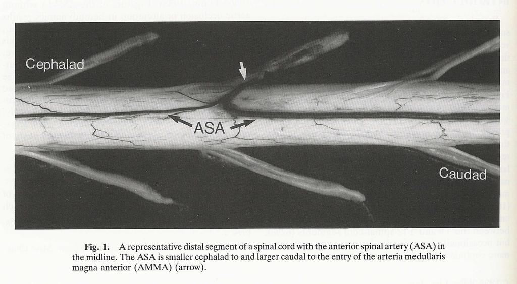 The diameter of the ASA varies greatly along its length