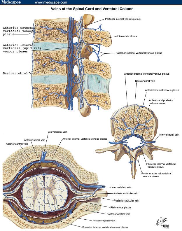 Batson s Plexus Spinal cord venous system: Valveless In parallel with vena cava & interconnected 200-1000 cc From ophthalmic veins