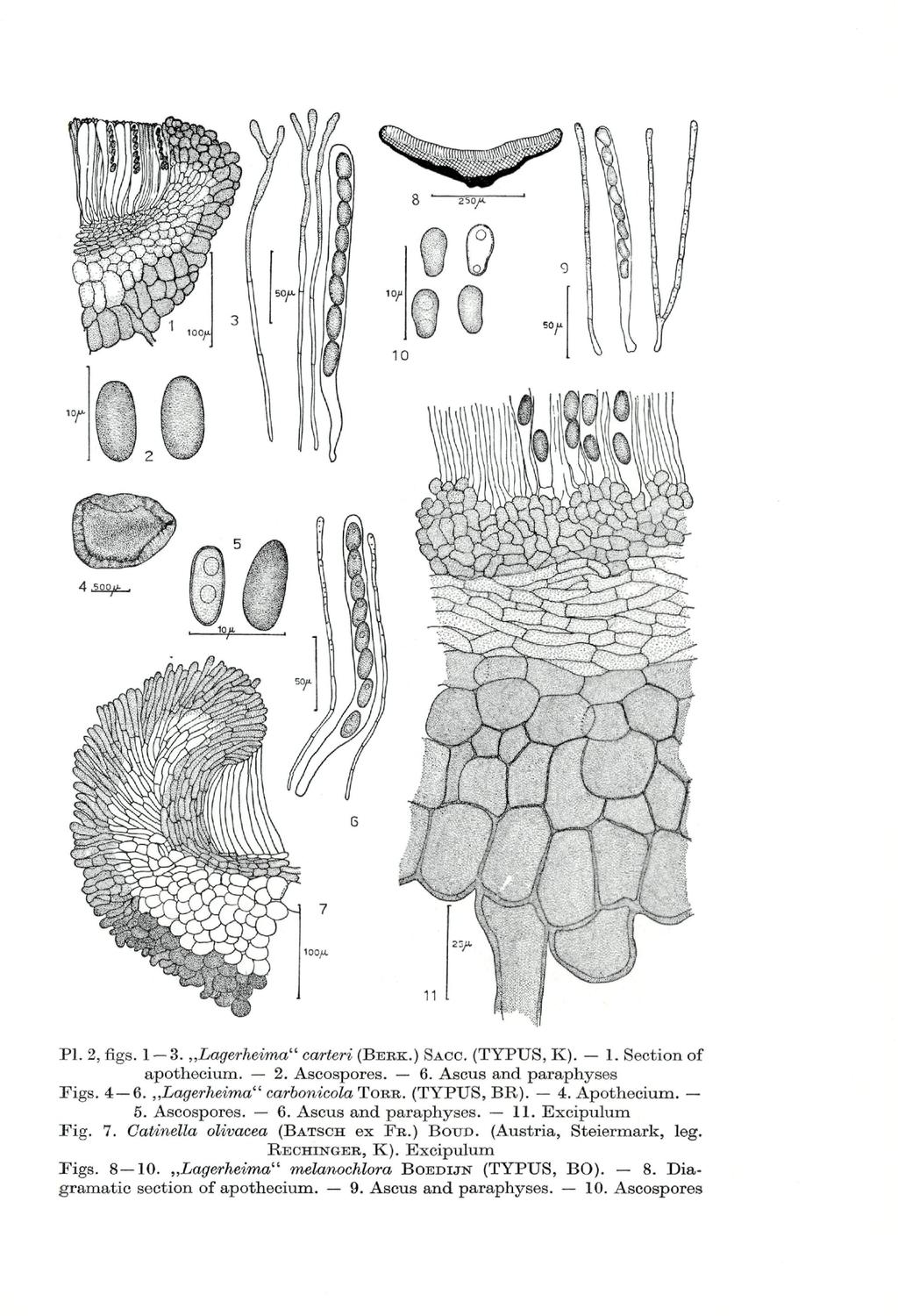 V PI. 2, figs. 1 3. Lagerheima" carteri (BERK.) SACC. (TYPUS, K). 1. Section of apotheeium. 2. Ascospores. 6. Ascus and paraphyses Figs. 4 6. Lagerheima" carbonicola TORR. (TYPUS, BR). 4. Apotheoium.