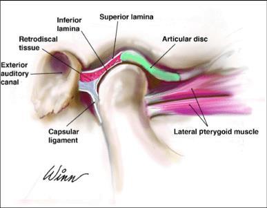 Protrusion and retraction (gliding movement) takes place in the upper compartment of the joint.