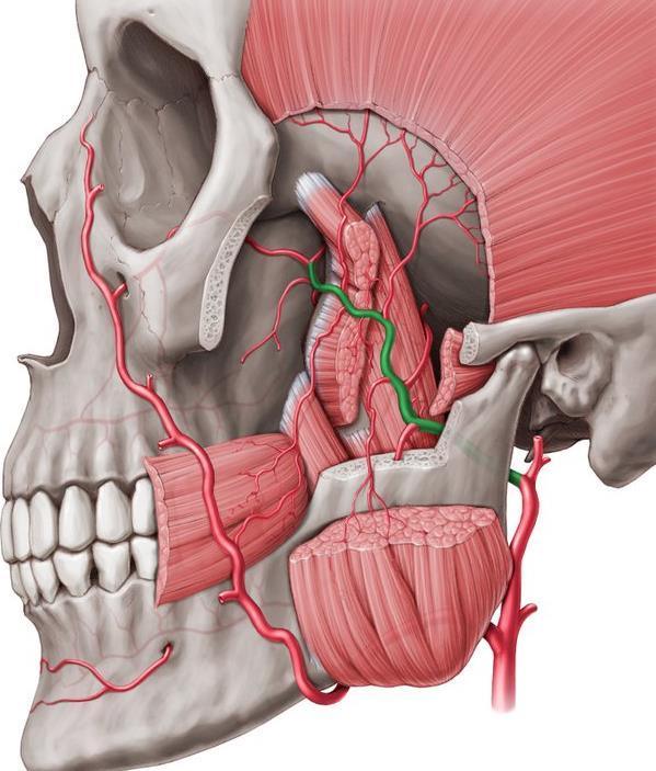 The pterygoid venous plexus the mandibular nerve the posterior superior alveolar nerve the chorda tympani the otic ganglion the lesser petrosal nerve Vascular