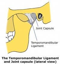 Ligaments: They give passive stability to the TMJ.