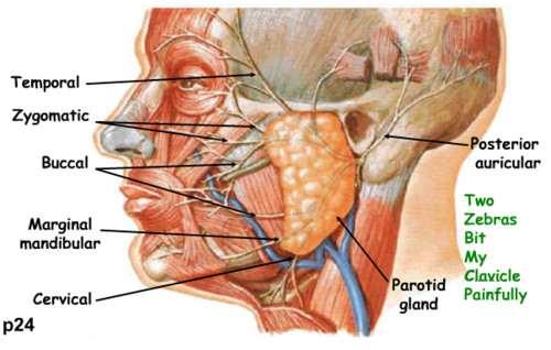 Parotid gland The parotid gland is the largest of the major salivary glands, It is a mainly serous gland, with only a few scattered mucous acini.