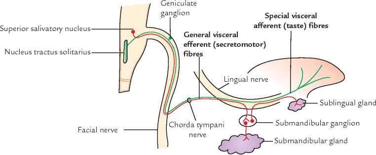 Chorda tympani arises from the facial nerve in the facial canal in the posterior wall of the middle ear.