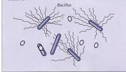 It forms spores: Clostridium botulinum