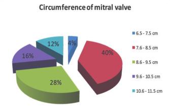 importance for assessing the valve pathologies by imaging modalities, manufacturing prosthetic valves of appropriate dimensions and in surgical correction of damaged heart valves. Figure.