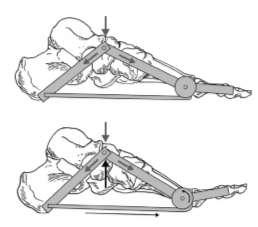 (a) (b) Fig. 2 Mechanism of plantar fascia. (a) Windlass mechanism illustration [11]. (b) Windlass mechanism when toe dorsiflexed [12]. III.