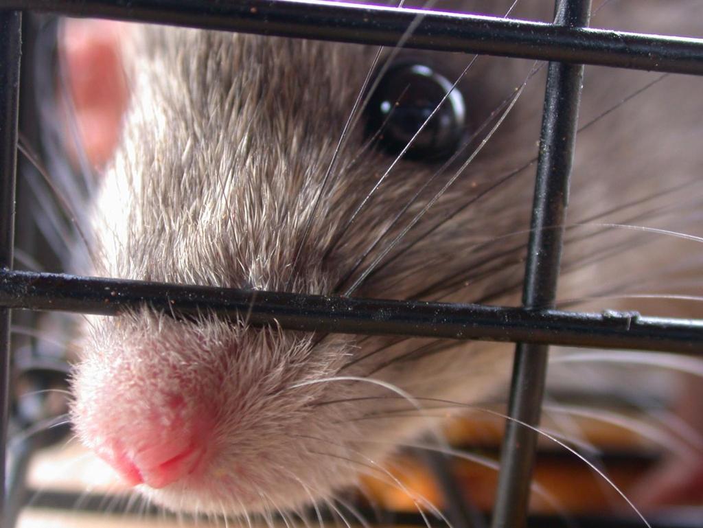 Playing Rats In Panksepp JP (1998): Affective Neuroscience: