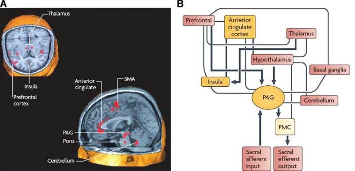 A Decade of Functional Brain Imaging 53 Fig. 6. Brain areas involved in the regulation of urine storage.