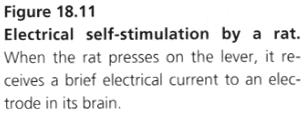 decrease self-stimulation Ventral tegmental area