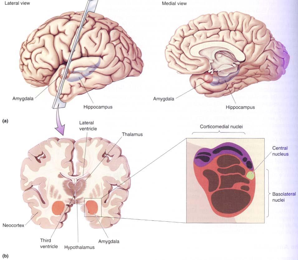 The Amygdala Anatomy of the amygdala Bear et al.