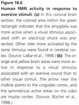 electrical stimulus to amygdala induces fear and aggression Fear, anxiety: amygdala aggression: amygdala+hypothalamus A