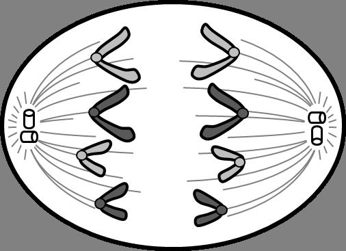 Chromosomes can be seen with a microscope, and are held together at their centers by centromeres, giving the chromosomes a configuration of an X.