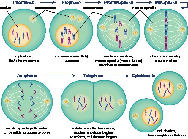 nucleolus reforms. e. The cytoplasm begins to pinch in at the center of the cell.
