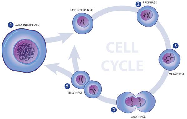The Cell Cycle Name: 1. Why does cell division need to happen? 2. Does cell division happen at the same rate in all cells? Explain. 3. What are the three stages of the cell cycle (in order)? a. b. c. 4.