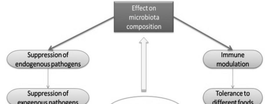 Probiotics effect on