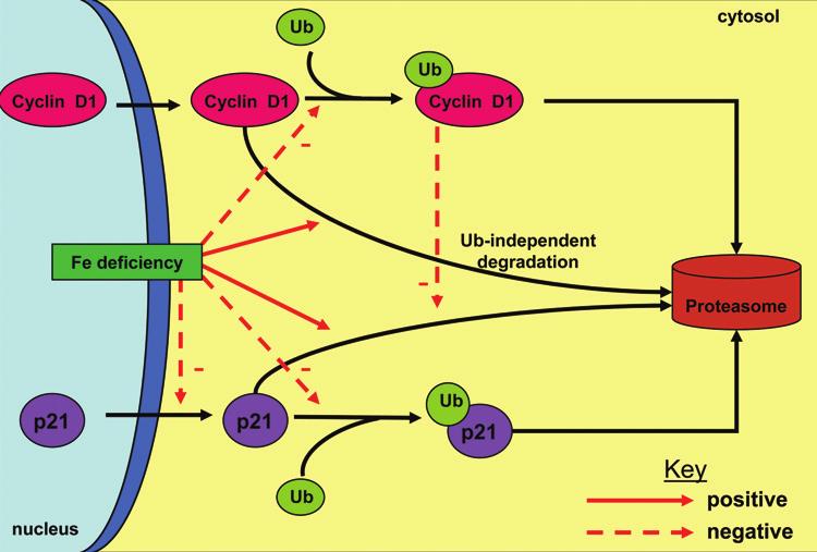 Figure 3. Iron depletion induces Ub independent degradation of cyclin D1 and p21 CIP1/WAF1.