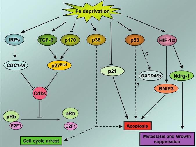 Figure 4. The demonstrated and potential effects of iron (Fe) deprivation on cell cycle arrest, apoptosis, metastasis and growth suppression.