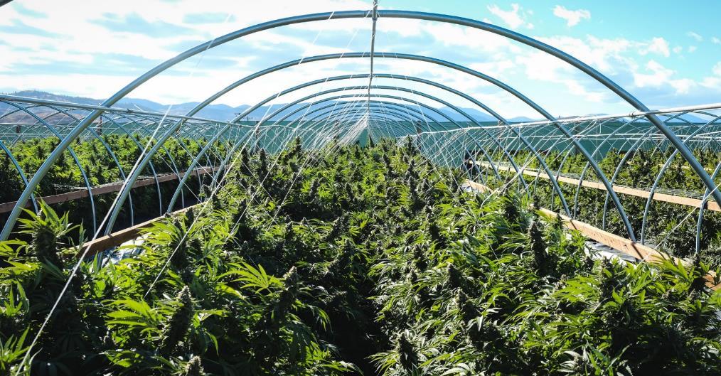 1. COMMERCIAL CANNABIS CULTIVATION