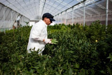 Commercial Cultivation State Licenses
