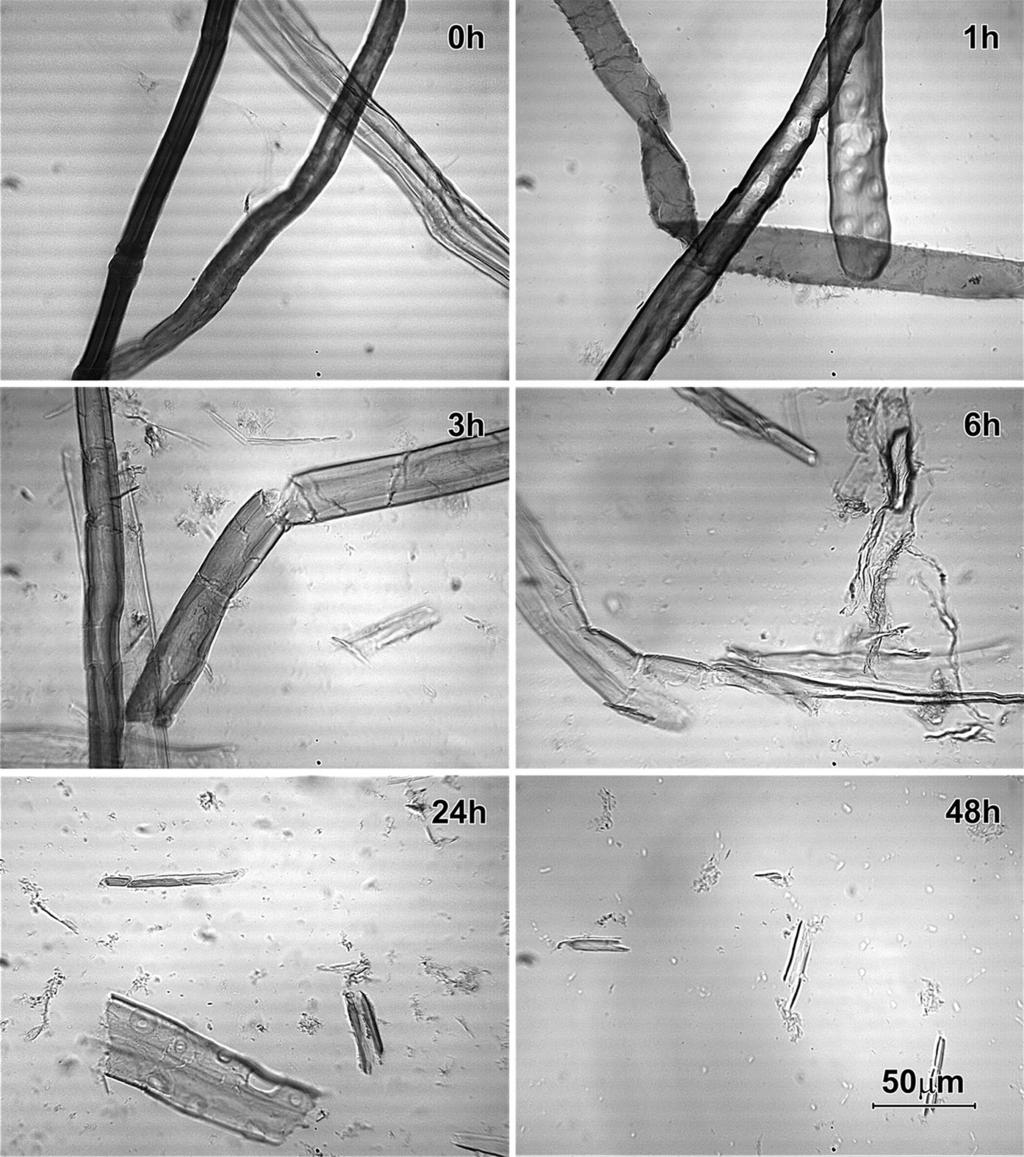 656 Cellulose (2016) 23:649 659 Fig. 2 Microscopic images (electron microscope, 9200 magnification) showing the progress of pine woodchips digestion by NS- 22086 preparation (50 C, ph 5.