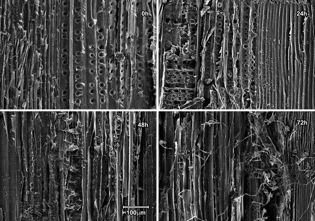 Cellulose (2016) 23:649 659 657 Fig. 3 Microscopic images at 9200 magnification showing the course of pine cellulosic pulp (Kappa 34.5) hydrolysis by NS-22086 preparation (50 C, ph 5.