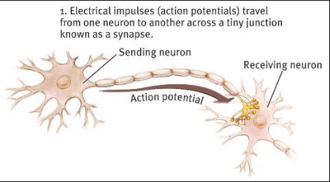 Synaps -- a junction btwn th axon tip