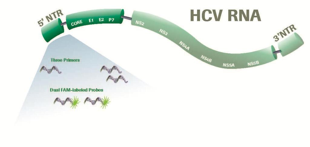 across all HCV genotypes Strengthens market lead in viral load testing and helps optimize therapy for