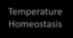 surface Temperature Homeostasis